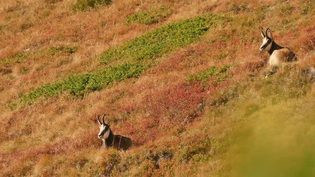 Two chamois resting and observing something in the distance during golden hour. (Western Tatra, Slovakia)