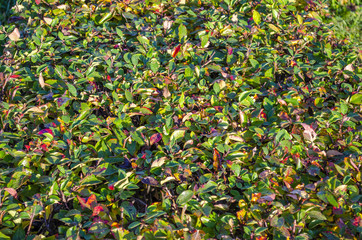 carpet of colored leaves