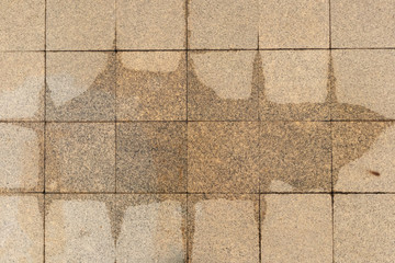Tile floor is wet as background.
