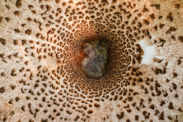 Abstract nature background macro Sajor-caju mushroom plants. The use of design ideas texture pattern or concept natural Wallpaper. Selective focus.