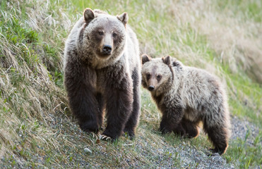 Obraz premium Grizzly bear