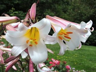 Fleur de lys du jardin Métis, Québec