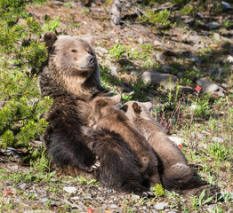 Grizzly bear