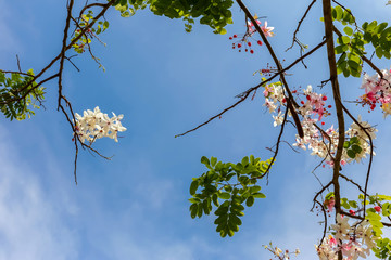 Flowers of Cassia bakeriana or common name Horse Cassia , Pink Cassia , Pink Shower or Wishing Tree.