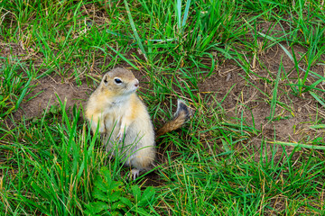 gray gopher in the grass on his hind legs