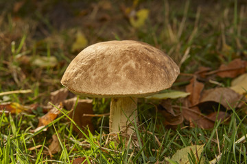 Mushroom in home garden