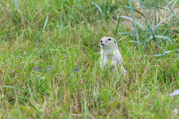 the gophers climbed out of the hole on the lawn , the furry cute gophers sitting on a green meadow