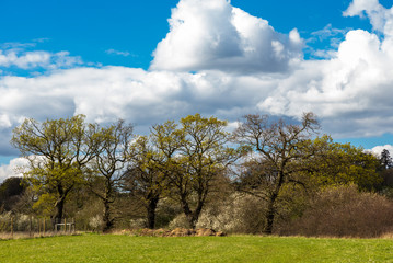 Fototapeta na wymiar Beautiful trees in the Essex countryside in Spring