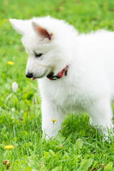White Swiss Shepherd Puppy 