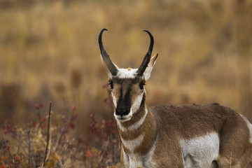 Pronghorn in Wyoming