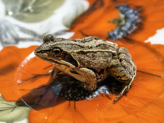 frog sitting on a platter