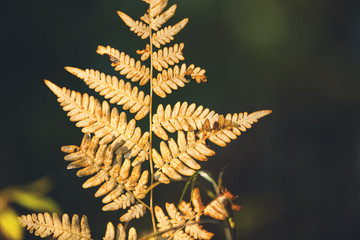 Close-up view of light shining through autumn fern leaves. Bright autumnal background. Dry rusty yellow fall leaves.