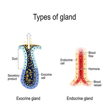 Anatomy of an Endocrine and exocrine glands.