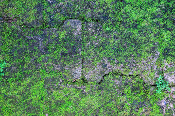 closeup detailed old aged textured vintage retro brick block with green life plant on floor wall surface wallpaper backdrop   background. Interior exterior house home living decoration design concept.