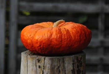 Gro&szlig;er, oranger K&uuml;rbis auf einem abges&auml;gten Baumstamm