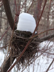 Nest under the snow