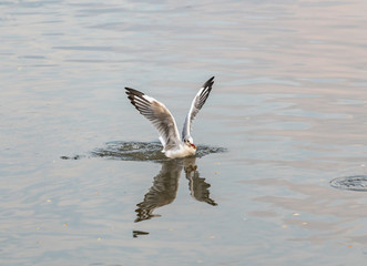 seagull flying over water
