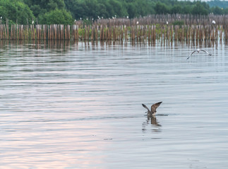 seagull flying over water