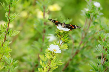 red admiral butterfly resting on a white flowering shrubby cinquefoil bush