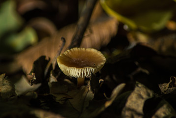 Mushroom growing in old foliage