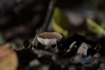 Mushroom growing in old foliage