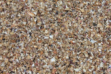 shell