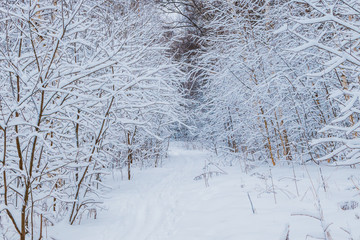 Winter forest and tree branches in the snow