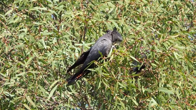 One female Forest Red-tailed Black Cockatoo feeding in a Jarrah tree. Green leafy background. Windy.
