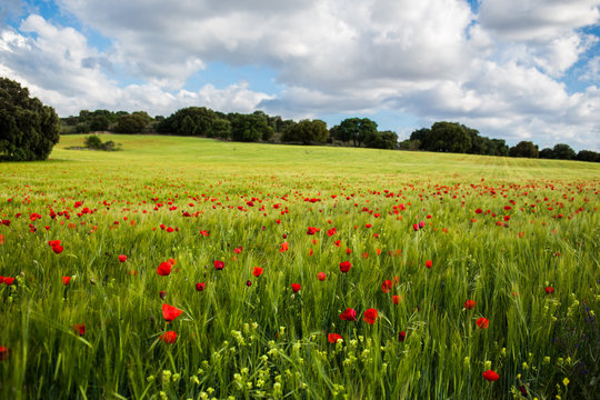 Campo de amapolas
