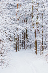 Winter forest with snow and hoarfrost on trees