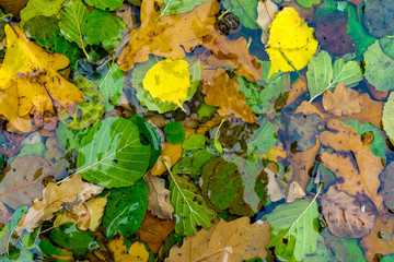 autumn leaves in water