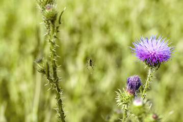 spider and web on Thistle