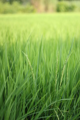 field of green wheat