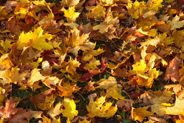 Golden autumn.Colorful foliage in the autumn park.Fall background.