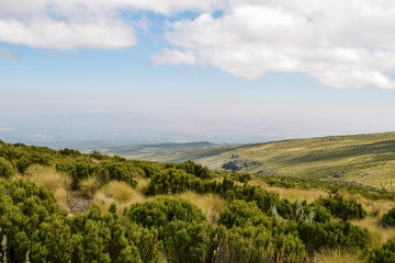 Obraz premium High altitude moorland and giant groundsels at Mount Kenya