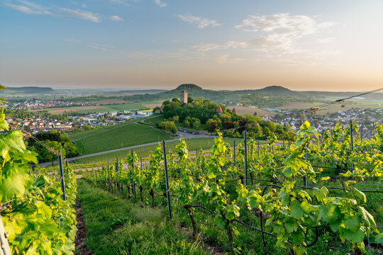 castle beilstein on a vineyard