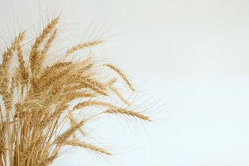 Obraz premium Just a Dense wheat on the left frame.