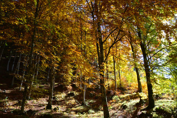 Obraz premium sunset on the autumn forest