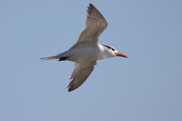 Royal Tern in flight