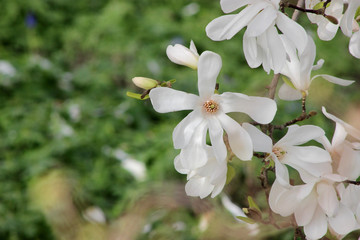 white flowers of magnolia tree