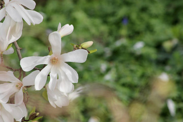 Obraz premium white magnolia flowers in garden