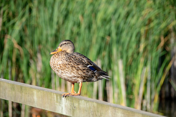 Female mallard duck standing on wooden fence post