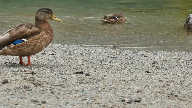 Female mallards at Zelene pleso (or Green Lake) - High Tatra, Slovakia.