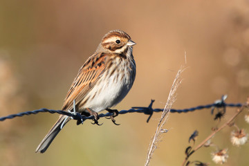 Fototapeta premium Escrevedeira dos caniços pousada numa cerca