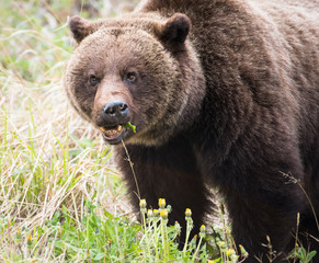 Grizzly bear
