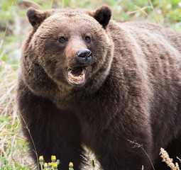 Fototapeta premium Grizzly bear