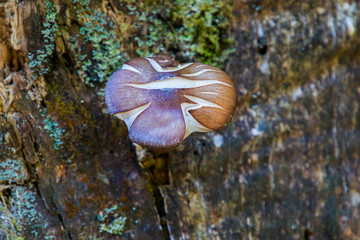 Pilze im Herbst