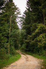 Fototapeta na wymiar road forest in France