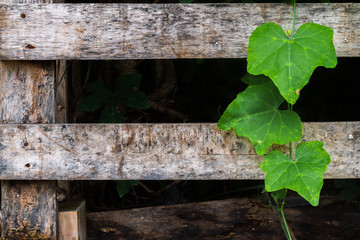 Group of fresh green leaves plants crawling on dirty wooden slatted background. Ivy ground (science name: Coccinia grandis) growing on old wood planks with selective focus.
