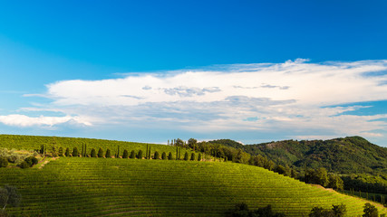 The beautiful vineyard of Collio, Friuli Venezia-Giulia, Italy